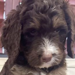 Björn - Phantom Bernedoodle puppy in Chandler, Arizona from Bernedoodle Lovers