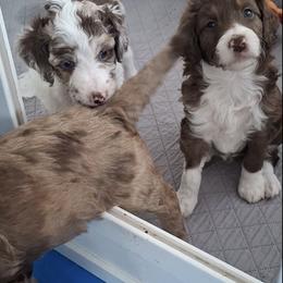 Aussiedoodle and Miniature Australian Shepherd Puppies from Aussies Acre