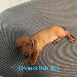 Jack - Red male Dachshund puppy in Tampa, Florida from M&M Pups