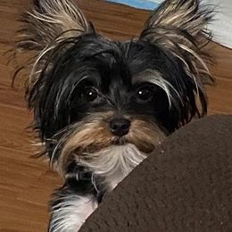 Toby - Yorkshire Terrier