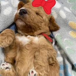 NATALIA - Red Collar Girl - Red  female Poodle puppy in Charlo, Montana from Heavenly Hilltop Farm