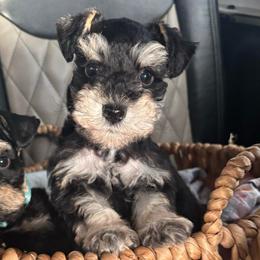 Bella - Salt and pepper female Miniature Schnauzer puppy in Lehigh Acres, Florida from Regency Schnauzer