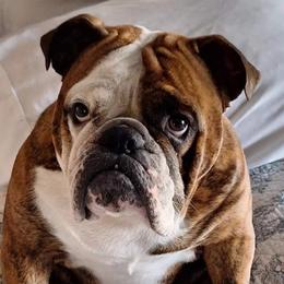 Lady - Bulldog
