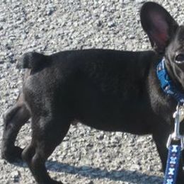 Bulldogs and French Bulldogs from Breeding Timing