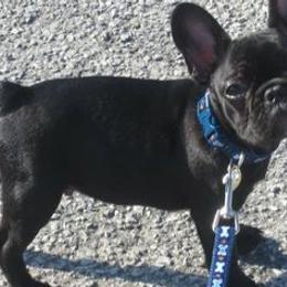 Bulldogs and French Bulldogs from Breeding Timing