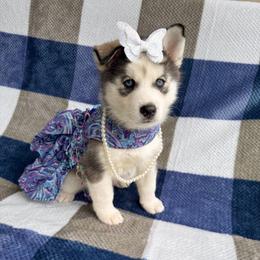 Stormy - Black and white female Pomsky puppy in Venus, Pennsylvania from Hemlock Pines Pomsky
