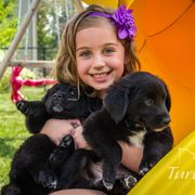 Border Collie, Golden Retriever, and Sporty Mix Puppies from Turbo Border Collies & Coltrievers