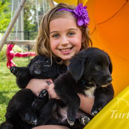 Border Collie, Golden Retriever, and Sporty Mix Puppies from Turbo Border Collies & Coltrievers