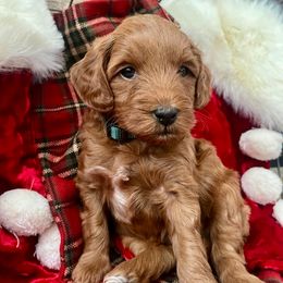 Marv - Red  male Goldendoodle puppy in Boise, Idaho from Goldendoodle Baby