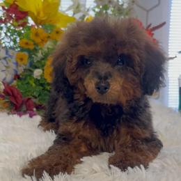 AKC Dexter - Cafe au lait male Poodle puppy in Elgin, South Carolina from Silver Bells Paw Prints
