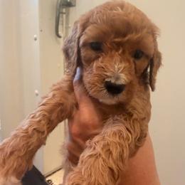 Girl 4 - Red  female Goldendoodle puppy in Meridian, Mississippi from Magnolia Poodles and Doodles