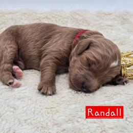 Randall - Red  male Goldendoodle puppy in Neillsville, Wisconsin from Granton Creek