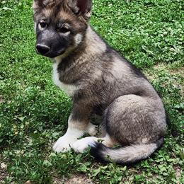 Siberian Husky Puppies from Xavier's Home for Gifted Huskies