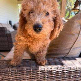 Fezzik - Apricot female Goldendoodle puppy in Dawsonville, Georgia from As You Wish Doodles