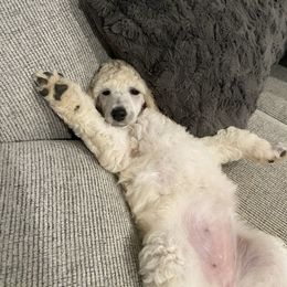 Poodle Puppies from Segraves Poodles