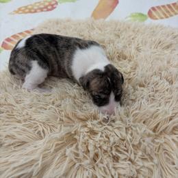 Nebula - Fawn brindle female Whippet puppy in Fort Myers, Florida from Rainbow Whippets