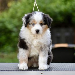 Australian Shepherd and Miniature American Shepherd Puppies from Bright Heart Aussies & Miniature American Shepherds
