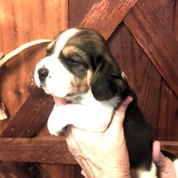 Rowan - Black tan and white male Beagle puppy in Jerome, Missouri from Beam's Beagles