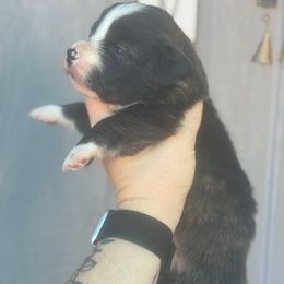 Buzz - Brindle and white male American Corgi puppy in East Oakdale, California from Rhettro Kennels