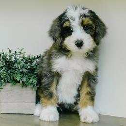 Girl 1 - Merle female Bernedoodle puppy in Spanish Fork, Utah from K Brand Doodles