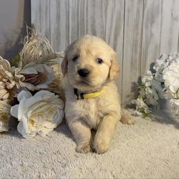 7th Pick Male - Golden male Golden Retriever puppy in Waddell, Arizona from Sunshine Mountain Retrievers