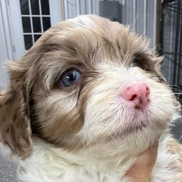 Jac - Red merle male Aussiedoodle puppy in Arrington, Tennessee from Tumblin T Aussies and Aussiedoodles