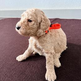 Germany - Apricot male Goldendoodle puppy in Houston, Texas from Were The Mack'Doodles