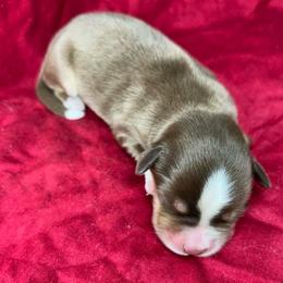 Boots - Red tri male Miniature Australian Shepherd puppy in Alabama from SBA Aussies