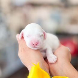 Boy 3 - Cream male Goldendoodle puppy in Ontario, California from Teddy Doodles & Standard Poodles