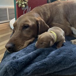 Labrador Retriever Puppies from Jensen’s Fox Red Labs