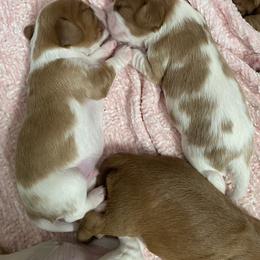 Cavalier King Charles Spaniel Puppies from Heart of a Cavalier