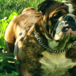 Bruno - Bulldog
