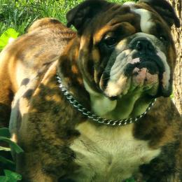 Bruno - Bulldog