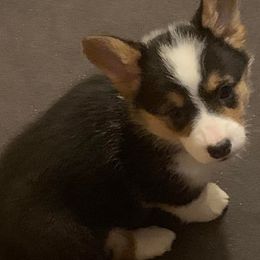 American Corgis from Lucky Chance Ranch Corgis