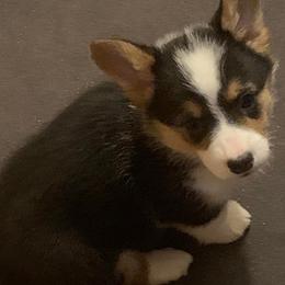 American Corgis from Lucky Chance Ranch Corgis