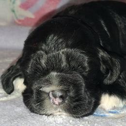Lupin - Black male Cocker Spaniel puppy in Crossville, Tennessee from Timber Sunrise Cockers
