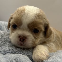 Nilla - Liver and white female Shih Tzu puppy in Statesboro, Georgia from Magnolia Small Breeds