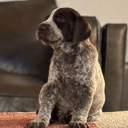 1 - Liver and white female German Shorthaired Pointer puppy in Bend, Oregon from Endersgame GSPs
