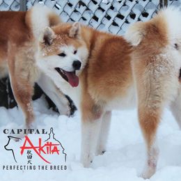 Sisu - Japanese Akitainu