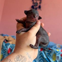 Catwoman - Black white and tan female Xoloitzcuintli puppy in Manitowoc, Wisconsin from Wonderland Kennel