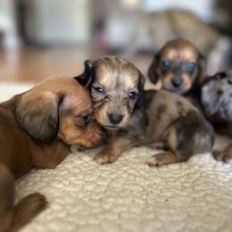 Dachshund Puppies from L & J Kennel