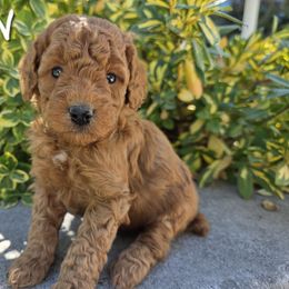 Aussiedoodle, Bernedoodle, Poodle, and Sheepadoodle Puppies from Draper Mountain Doodles
