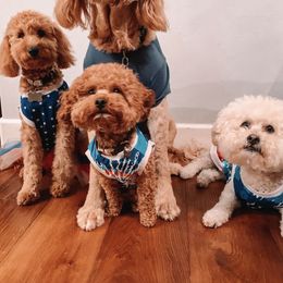 Goldendoodle Puppies from SurreyDoodles