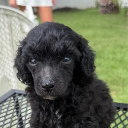 Tracker - Parti male Poodle puppy in Florence County, South Carolina from Modern Family Standards