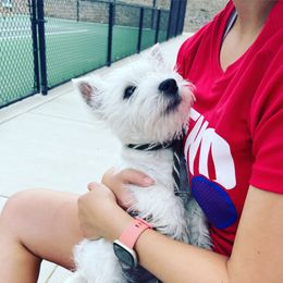 West Highland White Terrier Puppies from Elvador West Highland White Terriers
