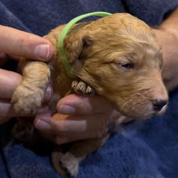 W25 Female Lime Collar - Red  female Goldendoodle puppy in Cape Coral, Florida from GoldenDoodles Cape Coral