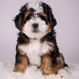 Charlie - Tri-color Bernedoodle puppy in Saratoga Springs, Utah from Saratoga Springs Doodles