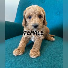 Girl 1 - Apricot female Goldendoodle puppy in Glendale, Arizona from Follow Your Bliss Doodles