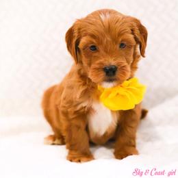 Joyce - Caramel red female Australian Labradoodle puppy in Diamond Bar, California from Furrytaildoodles