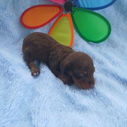 Dachshund Puppies from Dachshund Darlins